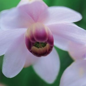 Meet your Posher, Johnathon